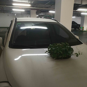 弯曲、移动、轻质的绿植设计